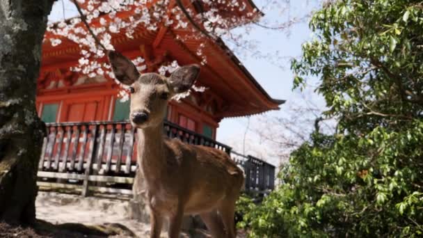 Japonya 'da bir sakura ağacının altında düşen vahşi bir geyiğin detaylı görüntüleri.. — Stok video