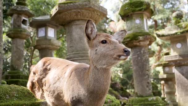 Wild ree met een Japanse stenige lantaarns in een Kasuga heiligdom bedekt met mos. — Stockvideo