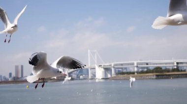 Uçan martılar yavaş çekimde yiyecek arıyor, Odaiba, Tokyo