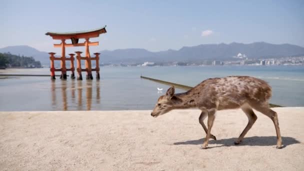 Een wild damhert loopt voor een drijvende Torii poort op Miyajima Island — Stockvideo