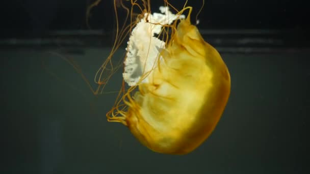 Pływająca żółta meduza w oceanie. — Wideo stockowe
