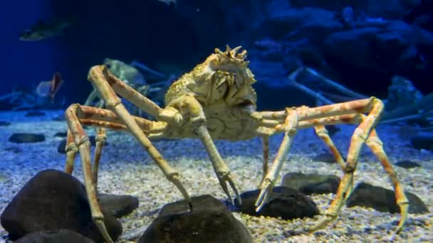 De reusachtige Japanse spinkrab onder water, 4K beelden. — Stockvideo