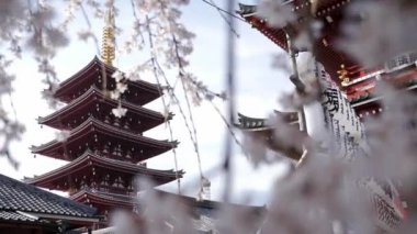 Tokyo'da Sensoji Tapınağı, Japonya, Asakusa Kannon Tapınağı, Kiraz Ağacı Çiçeği