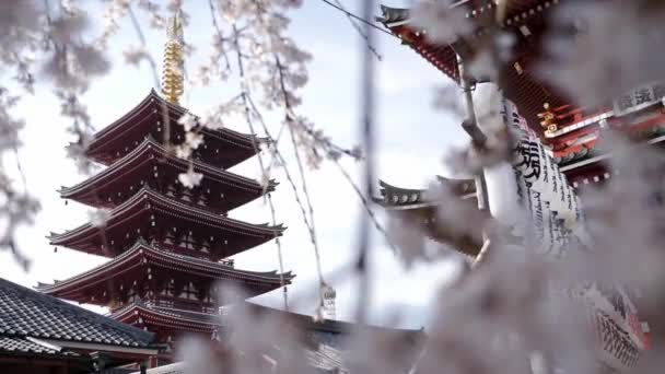 Sensoji-tempel in Tokio, Japan, Asakusa Kannon-Tempel, kersenboom bloesem — Stockvideo