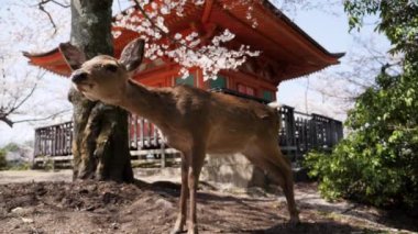 Japonya 'da bir sakura ağacının altında düşen vahşi bir geyiğin detaylı görüntüleri..