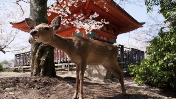 일본 의 사쿠라 나무 아래있는 야생 사슴의 근접 사진. — 비디오
