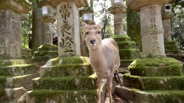 Cerf sauvage avec des lanternes japonaises en pierre dans un sanctuaire Kasuga recouvert de mousse. — Video