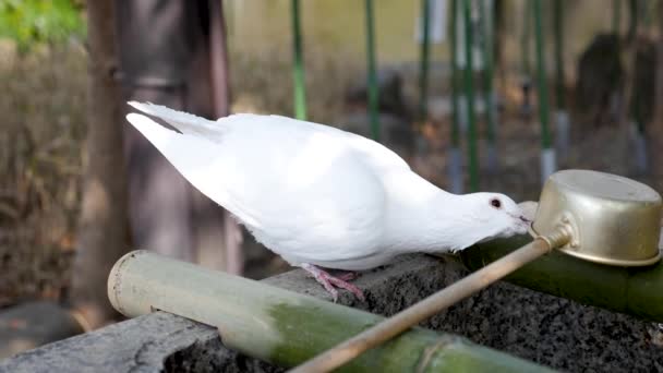 Güvercin, Japonya 'da Tokyo' da temizleyici bir lavaboda fareyi ısırır.. — Stok video