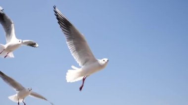Uçan martılar yavaş çekimde yiyecek arıyor, Odaiba, Tokyo