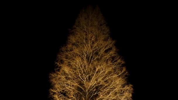 Illuminated tree at night in South Korea. Tree looks like a ginseng in Gyeongju — Stok video
