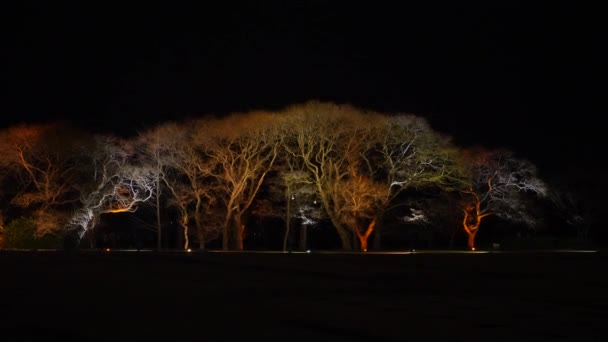 Illuminated trees at night in South Korea. Tree looks like a ginseng in Gyeongju — Stok video