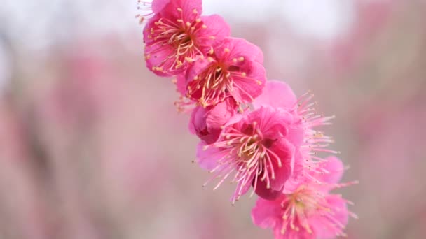 Detaillierte Kirschblüten im Frühling. Sakura-Blüte. Volle Blüte. — Stockvideo