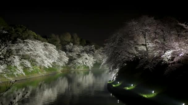 Verlichte kersenbloesem bomen bij Chidorigafuchi Moat van de Imperial Palace. — Stockvideo