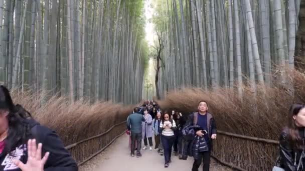 Walking through Bamboo Forest in Arashiyama, Kyoto. — Wideo stockowe