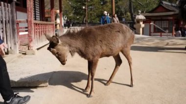 Japonya, Miyajima 'da yavaş hareket eden bir geyikle dövüşmek. Geyiği kapat.. 