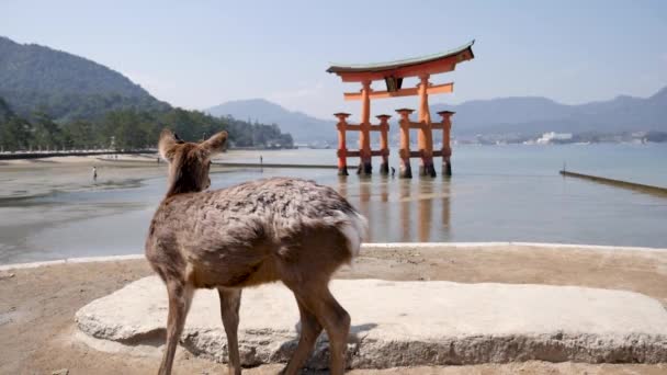 Miyajima岛上一只野生的休养鹿在一座漂浮的Torii大门前行走 — 图库视频影像