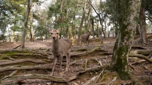 Nara 'daki vahşi geyiğe yaklaş.. — Stok video