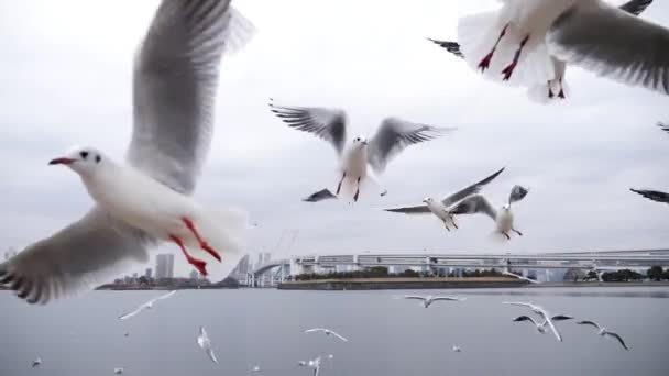 Gaviotas voladoras cazando comida en cámara lenta, Odaiba, Tokio — Vídeo de stock