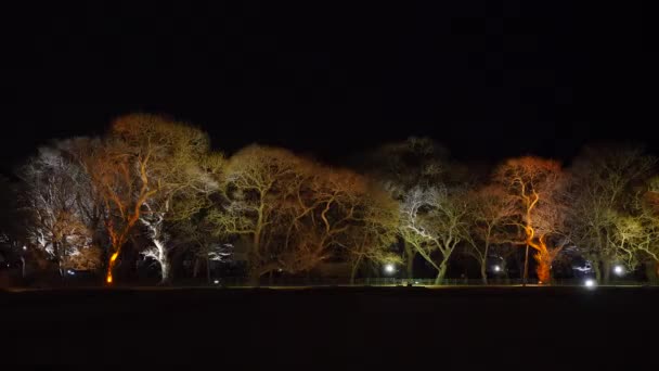 Illuminated trees at night in South Korea. Tree looks like a ginseng in Gyeongju — Vídeo de Stock