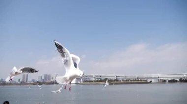 Uçan martılar yavaş çekimde yiyecek arıyorlar. Gökkuşağı Köprüsü, Odaiba, Tokyo