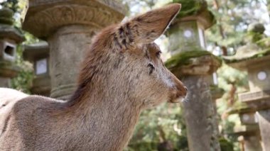 Yosun kaplı bir Kasuga türbesinde Japon taş feneriyle vahşi bir geyik..