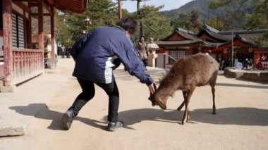Japonya, Miyajima 'da yavaş hareket eden bir geyikle dövüşmek. Geyiği kapat.. 