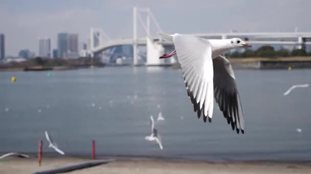 Létající racci hledají potravu ve zpomaleném filmu. Duhový most, Odaiba, Tokio — Stock video