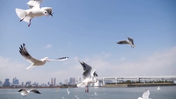 Літаючі чайки полюють на їжу в повільному русі, Одайба, Токіо. — стокове відео