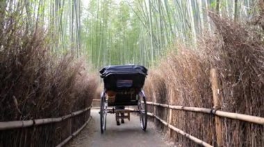 Kyoto, Japonya 'daki Arashiyama bambu ormanında bir çekçek gezisi..