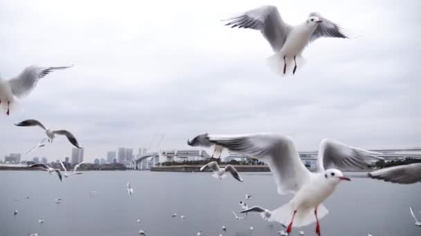 Létající racci lovící ve zpomaleném filmu ryby, Odaiba, Tokio — Stock video
