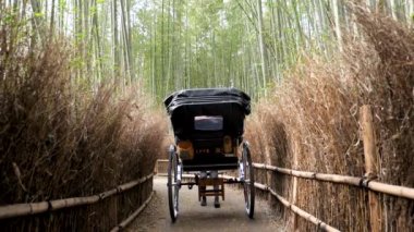 Kyoto, Japonya 'daki Arashiyama bambu ormanında bir çekçek gezisi..