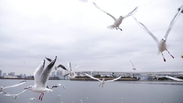 Ιπτάμενοι γλάροι που κυνηγούν τροφή σε αργή κίνηση, Οντάιμπα, Τόκιο — Αρχείο Βίντεο