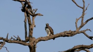 Avcı ağaçta oturmuş avını bekliyor, Chobe, Botswana.