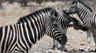 İki Zebra 'ya yaklaş. Savanada yürüyen Afrikalı hayvanlar..
