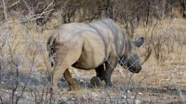 Beyaz gergedan Etosha, Namibya 'da arabamızın önünde yürüyor.. 
