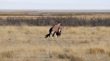 Gemsbok çiftleşme veya Afrika antilobu çiftleşmesi Etosha, Namibya 'da. 