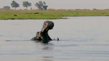 Chobe Nehri, Botswana 'da Hippopotam Ağzını İyice Aç. Tamamen açık esneme.