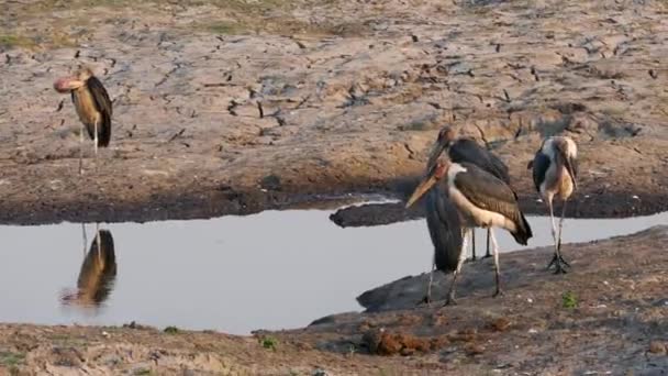 Flock of marabou stork Leptoptilos crumenifer or vultures looking for a food — Stock Video