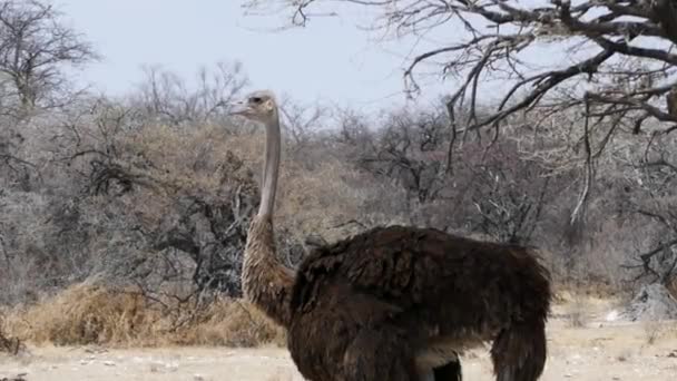 Close up de uma avestruz feminina esperando na sombra em Etosha, Namíbia. — Vídeo de Stock