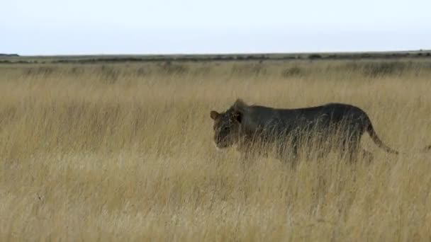 Περπατώντας λιοντάρι στη σαβάνα Etosha, Ναμίμπια. — Αρχείο Βίντεο