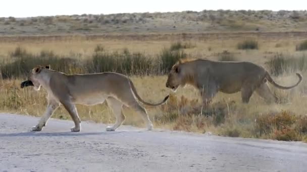 Dois leões brincando enquanto cruzam uma estrada em Etosha, Namíbia. — Vídeo de Stock