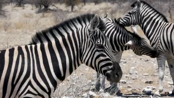 Крупный план двух зебр, африканских животных, ходящих в саванне. — стоковое видео