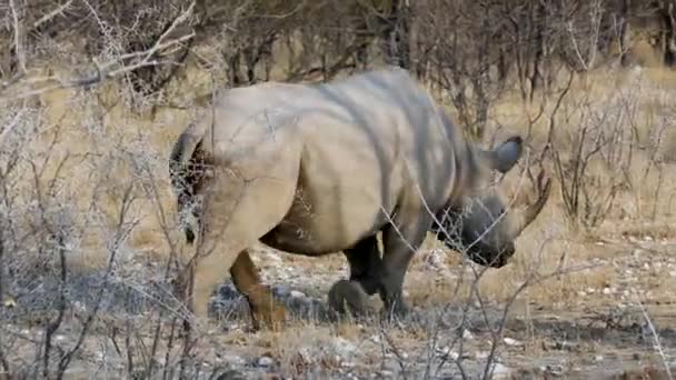Белый носорог идет перед нашей машиной в Этоше, Намибия. — стоковое видео
