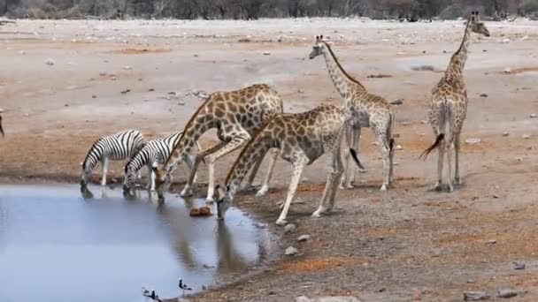 ナミビアのエトーシャにある小さな池からキリンやシマウマが水を飲む. — ストック動画