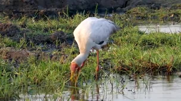 Geelsnavelooievaar Mycteria ibis jaagt op voedsel in de rivierbodem. — Stockvideo