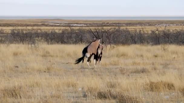 Gemsbok paring of Oryx paring in Etosha, Namibië. — Stockvideo