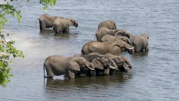 A herd of african elephants drinking water in Chobe river. — Stock Video