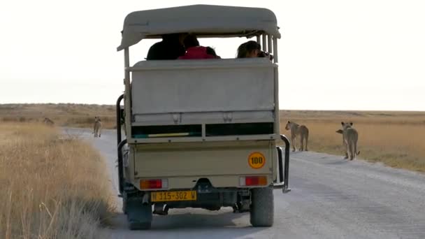3頭のライオンがナミビアのエトーシャで車の前を歩いています. — ストック動画