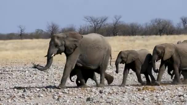 Biegające stado słoni w afrykańskiej sawannie. Wielka rodzina słoni. — Wideo stockowe