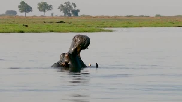 Открытый широко раскрытый рот бегемота в реке Чобэ, Ботсвана. Зевота широко раскрыта. — стоковое видео